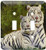3dRose LSP_54187_2 White Tigers Toggle Switch