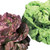 Park Seed Butterhead Blend Lettuce Seeds