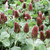 Crimson Clover Flower Seeds 1500 Premium Heirloom Seed 90 Germination Rates Beautiful   Bright Popular Choice Islas Garden Seeds Highest Quality Seeds