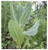 Earthcare Seeds Wild Lettuce 50 Seeds Lactuca virosa Heirloom - Non GMO - Open Pollinated