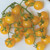 Burpee Yellow Currant  Yellow Sweet Cherry Tomato  30 Seeds