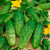 GL Seeds Cucumber Bush Vegetable Heirloom Non GMO