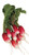 Burpee DAvignon Radish Seeds 300 seeds