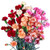 Carnation Rose - 800 Seeds Dianthus Caryophyllus Giant Chabaud Mixed Fowering Seeds for Planting Outside Door for Home Garden Yard Decoration