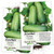 Seed Needs Bush Pickle Cucumber Cucumis sativus Twin Pack of 90 Seeds Each