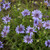 Outsidepride Blue Daisy Flower Seeds - 2000 Seeds