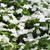 Outsidepride White Vinca Periwinkle Ground Cover Plant Seed - 4000 Seeds