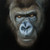 Posterazzi Collection Gorilla FACE Poster Print by Atelier B Art Studio 12 x 12