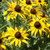 Outsidepride Rudbeckia Hirta Black-Eyed Susan Flower Seeds - 14 LB