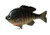 Savage Gear 3D Bluegill Line Thru 5 Floating Soft Bait- BF-125-DG Dark Gill