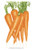 Botanical Interests Seed Carrot Danvers Organic