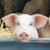 Pigs Calendar - Farm Animals Wall Calendar - Calendars 2020-2021 Wall Calendars - 16 Month Wall Calendar