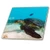 3D Rose Green Sea Turtle Underwater Galapagos Multicolor
