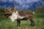 Posterazzi Captive Caribou Wildlife Conservation Center Southcentral Alaska Summer Poster Print 17 x 11