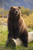 Posterazzi Captive A Large Brown Bear Sits On A Log Wildlife Conservation Center Southcentral Alaska Poster Print 11 x 17