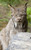 Posterazzi Captive Close Up Of A Lynx Wildlife Conservation Center Southcentral Alaska Summer Poster Print 10 x 17