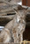 Posterazzi Captive Close Up Of A Lynx Wildlife Conservation Center Southcentral Alaska Summer Poster Print 11 x 17