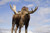Posterazzi Captive Close Up And Low Angle View Of A Bull Moose Wildlife Conservation Center Southcentral Alaska Autumn Poster Print 17 x 11