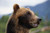 Posterazzi Closeup Of Brown Bears Head And Face Captive Alaska Wildlife Conservation Center Southcentral Summer Poster Print 17 x 11