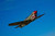 Posterazzi PSTSGR100167M A Curtiss P-40E Warhawk in flight near Chino California Poster Print 17 x 11