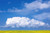 Posterazzi Cumulus Clouds Building Over Canola Field Pembina Valley Manitoba Poster Print 17 x 11