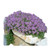 20000 Creeping Thyme Seeds - Wonderful Gound Cover