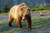 Posterazzi Captive Brown Bear Walking Within Wildlife Conservation Center Summer Southcentral Alaska Poster Print 17 x 11