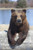 Posterazzi Captive Female Brown Bear Wildlife Conservation Center Southcentral Alaska Poster Print 12 x 18