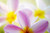 Posterazzi Pink Plumeria Flowers With Yellow Centers Interesting Angle And Blur Poster Print 18 x 12