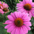 Purple Coneflower Echinacea purpurea Seed Balls Fall or Spring Planting Bulk Seed Bombs 50