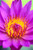 Extreme Close-Up Of Center Of Pink Water Lily Flower Yellow Center Poster Print 12 x 19