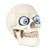 Pacific Giftware Novelty Skull with Rolling Movable Eye Ball Gothic Collectible Halloween Decor Medium