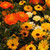 Outsidepride Calendula Wild Flower Seed Mix - 1 LB