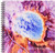 3dRose db-62461-1 Aerial View Grand Prismatic Spring Yellowstone National Park Drawing Book 8 by 8-Inch