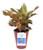 Costa Farms Siam Red Aglaonema Chinese Evergreen Wick   Grow Self-Watering System Live Indoor House Plant 6