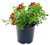 Flower Carpet Roses - Rosa Red Rose Rose red flowers 2 - Size Container
