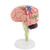 1pc Disassembled Brain Model Maxmartt Anatomical Human Brain Model Teaching Tool Toy