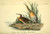 Posterazzi Birds of America 1844 Clapper Rail Poster Print by J_J_ Audubon 18 x 24