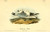 Posterazzi Birds of America 1844 Kittiwake Gull Poster Print by J_J_ Audubon 18 x 24