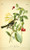 Posterazzi Birds of America 1844 Least Flycatcher Poster Print by J_J_ Audubon 18 x 24