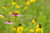 Posterazzi PPI169195 Close-up of various Coneflowers blooming in a garden Ballard Nature Center Effingham County Illinois USA Poster Print 18 x 24