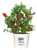 Proven Winners - Chaenomeles Double Take Scarlet Quince Shrub scarlet thornless 2 - Size Container