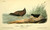 Posterazzi Birds of America 1844 Least Water Rail Poster Print by J_J_ Audubon 18 x 24