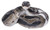 Hi-Line Gift 87680-B Regius Ball Python Statue