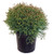 Thuja Mr_ Bowling Ball Arborvitae Evergreen 2 - Size Container
