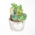 Posterazzi Collection Cactus Assortment in A Pot Poster Print by Atelier B Art Studio 24 x 24