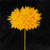 Posterazzi Collection Yellow Dahlia Poster Print by Atelier B Art Studio 24 x 24
