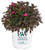 Proven Winners - Weigela florida Spilled Wine Weigela Shrub pink flowers 2 - Size Container