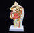 Human Anatomical Nasal Cavity Throat Anatomy Medical Model for Science Classroom Study Display Teaching Medical Model