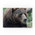 Brown Bear Center by Robert Michaud 16x24-Inch
